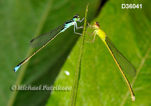 Tiny Forktail (Ischnura capreolus)